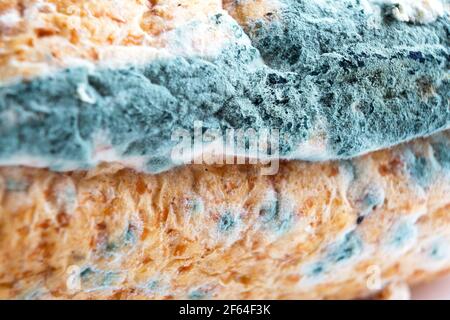 Blue mildew fungus on white bread close-up. Spoiled food, unhealthy food. White background
