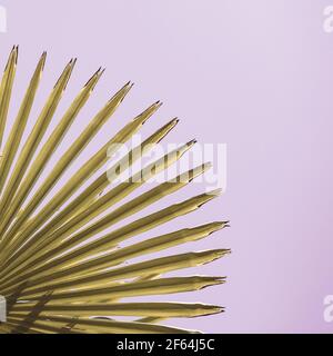 Green palm tree leaf close up on pink background - palm leaf details in the blue sky - tropic summer holiday paradise beach vibes, aesthetic style Stock Photo