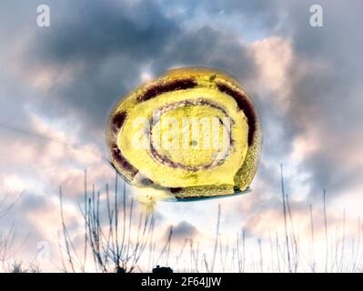Arctic roll slice with skycape background Stock Photo