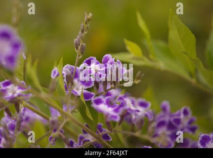 Flowering Duranta erecta, skyflower natural macro floral background Stock Photo