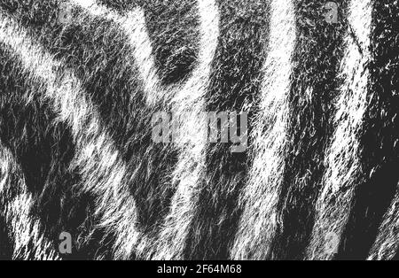 Distressed overlay texture of natural fur, grunge vector background. abstract halftone vector illustration Stock Vector