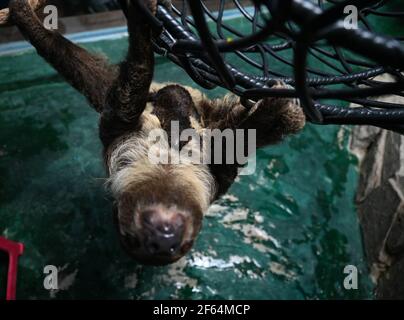 Hefei, China's Anhui Province. 30th Mar, 2021. A sloth baby is seen with its mom at the Hefei aquarium in Hefei, capital of east China's Anhui Province, March 30, 2021. The sloth baby, born on Feb. 27 this year in Hefei, met with the public after being taken care of for one month. The baby is the first naturally-born sloth in an artificial feeding environment in Anhui. Credit: Han Xu/Xinhua/Alamy Live News Stock Photo