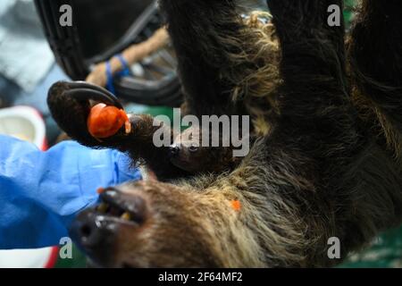Hefei, China's Anhui Province. 30th Mar, 2021. A sloth baby is seen with its mom at the Hefei aquarium in Hefei, capital of east China's Anhui Province, March 30, 2021. The sloth baby, born on Feb. 27 this year in Hefei, met with the public after being taken care of for one month. The baby is the first naturally-born sloth in an artificial feeding environment in Anhui. Credit: Han Xu/Xinhua/Alamy Live News Stock Photo