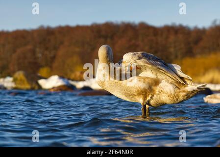 Young Swan chick at sunset light floating at baltic sea. young swan cleaning feathers Stock Photo