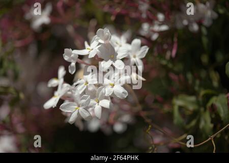 Flowering Jasminum officinale, the common jasmine natural macro floral background Stock Photo