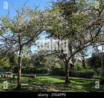 Devonport Park in Plymouth is often refered to as the Peoples Park. Springtime blossom in a quiet space, the Sensorary Garden. Stock Photo