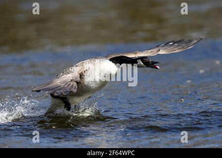 The Canada Goose photographed at Burton Mere Wetlands Wirral UK. the Canada Goose is a large wild goose with a black head and neck white cheeks wh Stock Photo Alamy