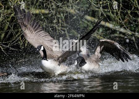 Canada goose clearance uk white