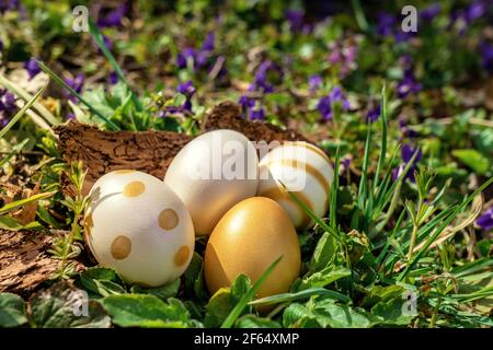 elegant gold white shiny eater eggs on the ground with many violet flowers . Stock Photo