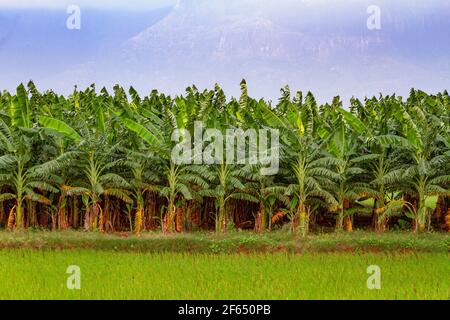 banana plants in the Indian state of Tamil Nadu. Stock Photo