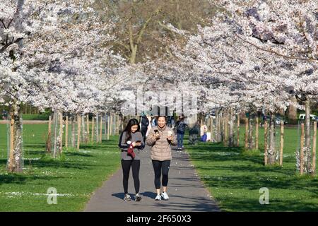 UK weather, London, 30 March 2021: In Battersea Park the blossom on an avenue of cherry trees attracts dog walkers, coffee drinkers, joggers and Instagrammers. Anna Watson/Alamy Live News Stock Photo