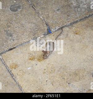 Munich city mouse, street mouse Stock Photo