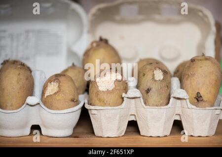 Chitting Charlotte seed potatoes in egg boxes in garage that have been nibbled by a mouse - Scotland, UK Stock Photo