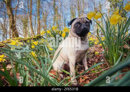 pug dog in flowers Stock Photo