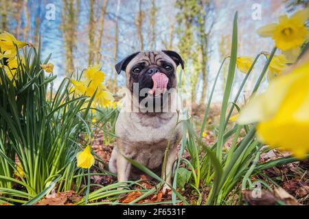 pug dog in flowers Stock Photo