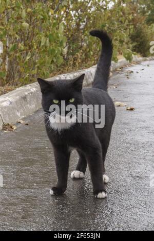 black cat with white paws walking down the street Stock Photo