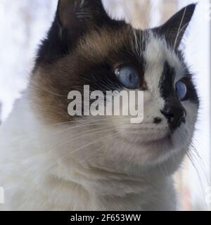 fat cat with blue eyes closeup Stock Photo