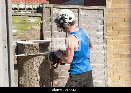 Tree surgeon saw off tree trunk next to wooden fence Stock Photo