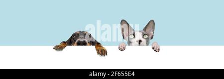 Banner two pets, dachshund dog and sphynx cat hanging in a blank in a row. Isolated on blue colored background. Stock Photo