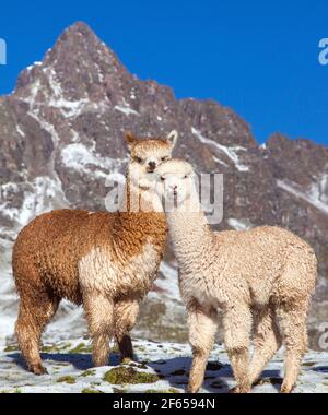 llama or lama, two lamas on pastureland, Andes mountains, Peru Stock Photo