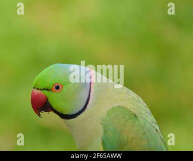Portrait of a green ring-necked parakeet, also known as a rose-ringed parakeet. Stock Photo
