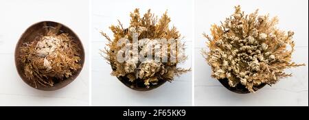 Different stages of Rose of Jericho, Selaginella lepidophylla also called Resurrection Plant. Left closed, middle is half way open and on right open. Stock Photo