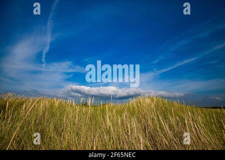 Beach of the Baltic sea. Short green and yellow grass and spikelets on skyline. Blue sky with beautiful white cloud and jet trails. Estonia. Saaremaa. Stock Photo