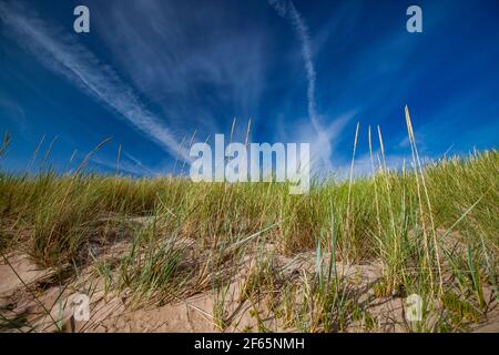Beach of the Baltic sea. Estonia, Saaremaa. Short green and yellow grass and spikelets. On blue sky with jet trails. Stock Photo