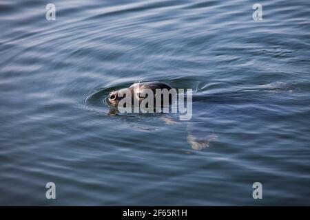 Grey seal in wild nature. Swiming in Baltic Sea, Estonia, Saaremaa island, Harilaid nature reserve. 'Halichoerus grypus (macrorhynchus) Hornschush et Stock Photo