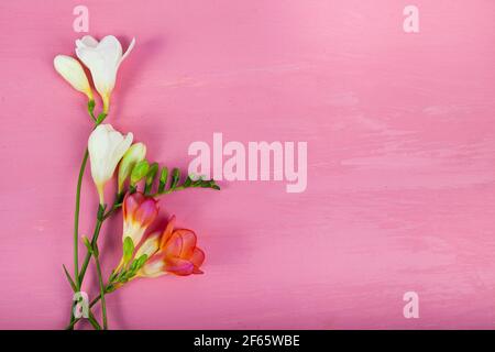 White Freesia On A Pink Wooden Background. Beautiful Flowers Stock 