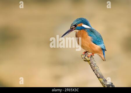 European kingfisher resting on a branch waiting for a fish to catch Stock Photo