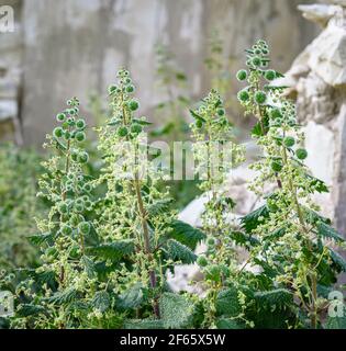 Roman nettle (Urtica pilulifera) in an abandoned place with stone ruins on background, selective focus Stock Photo