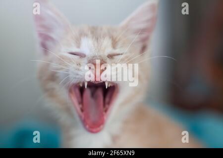 Close-up portrait of yawning ginger cat. Low depth of field. Stock Photo