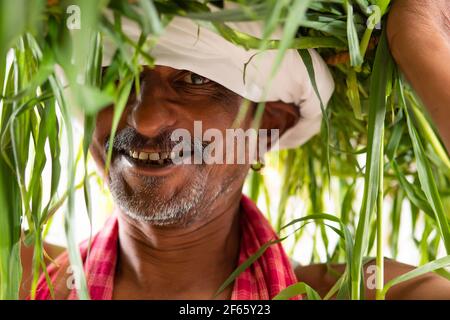 Indian Farmer Carrying Bundle of Paddy Crop Stock Photo