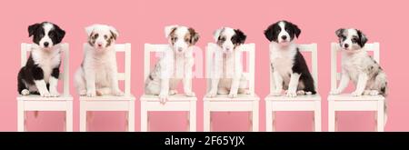 Group of six cute border collie puppy dogs sitting on a white wooden chair on a pink background looking at the camera Stock Photo