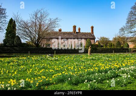 Daffodil field with carved owl statue from tree in front of farm in Elworth near Sandbach Cheshire UK Stock Photo