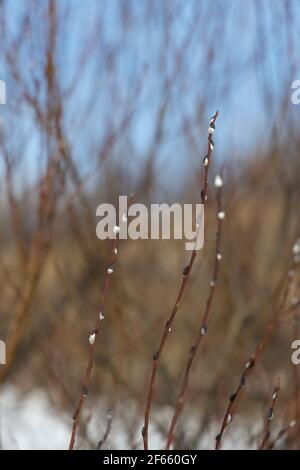 In the foreground are willow twigs with white fluffy buds in selective focus in early spring Stock Photo