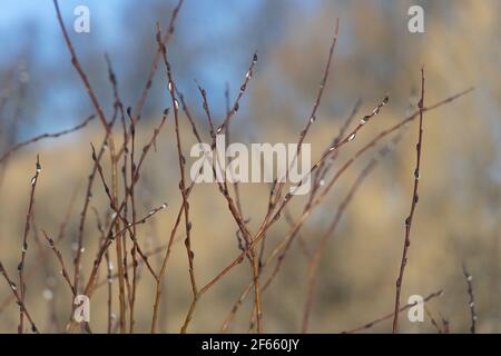 Interlacing willow branches with white budding buds in spring close-up Stock Photo