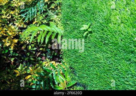 wall is full of Vegetation green color. Green tree wall for closeup textured background pattern. Stock Photo