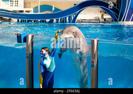 Orlando, Florida. December 22, 2020. Nice dolphin with her trainer at Seaworld (20) Stock Photo