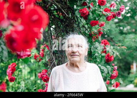close-up portrait of a pensive, serious, sad gray-haired elderly woman c under an arch of a wild red rose Stock Photo