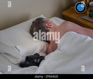 Senior retired man asleep in bed but annoyed with his terrier dog. Could be used as illustration of importance of pets to older people Stock Photo