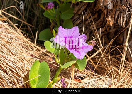 Beautiful single pink flower of goat's foot creeper on tropical beach Stock Photo