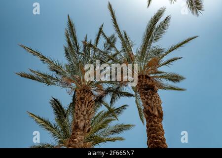Palm trees in the Sunlight against the blue sky on a tropical beach. Stock Photo
