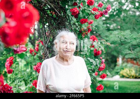 close-up portrait of a smiling elderly woman in a garden proud of a beautiful arch of red roses Stock Photo