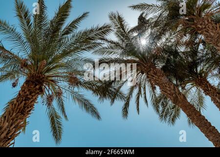 Palm trees in the Sunlight against the blue sky on a tropical beach. Stock Photo