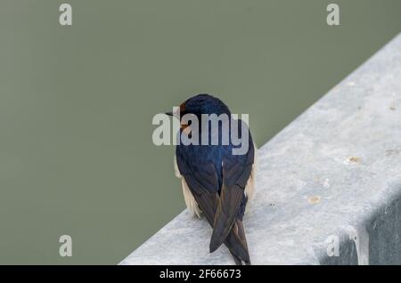 A swallow / barn swallow (Hirundo rustica  resting on a metal railingby the Baltic Sea (Aland Islands, Finland) Stock Photo