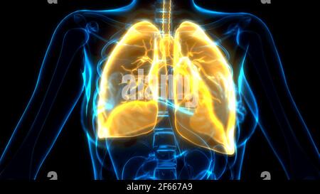 cg medical 3d illustration, orange lungs on x ray image Stock Photo