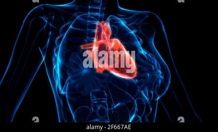 heart disease xray view, cg medicine 3d illustration Stock Photo - Alamy