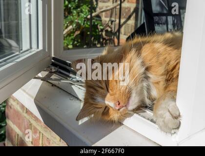 A ginger cat sleeps in the sun, his head hanging out of an open window. UK Stock Photo